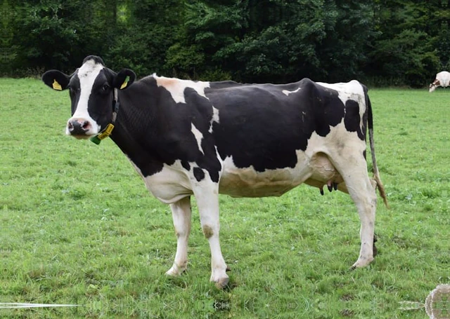 Cattle (Dairy & Farm Livestock) — Cattlevibes species classification